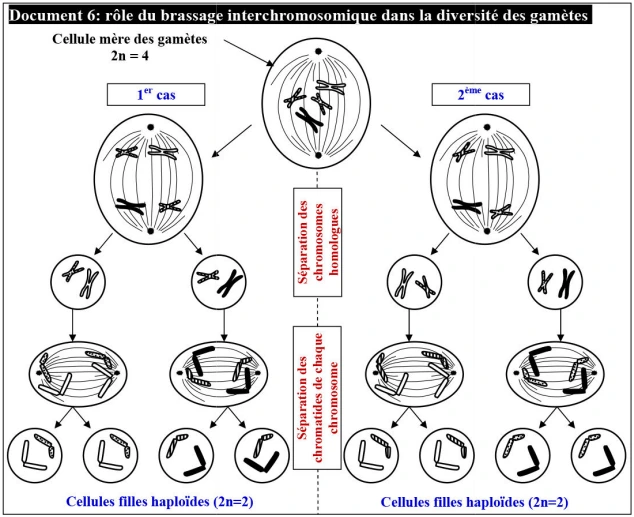 Transfert de l’information génétique au cours de la reproduction sexuée